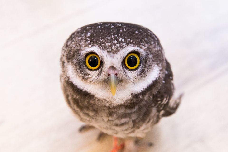 Owl Cafe Tokyo Akiba Fukurou - Meeting Point and Location