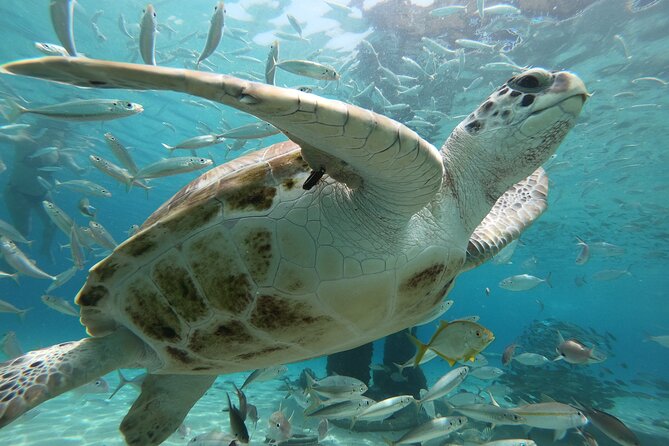 PADI Open Water Course - Transportation and Sustenance