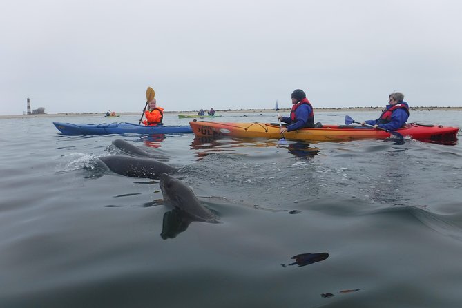 Pelican Point Kayaking Half-Day Tour - Photography Opportunities