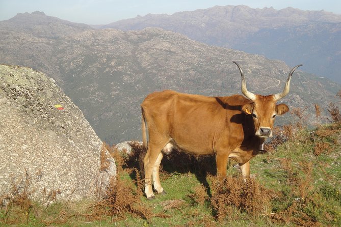 Peneda-Gerês National Park - Nature & Tastings - - Personalized Experience