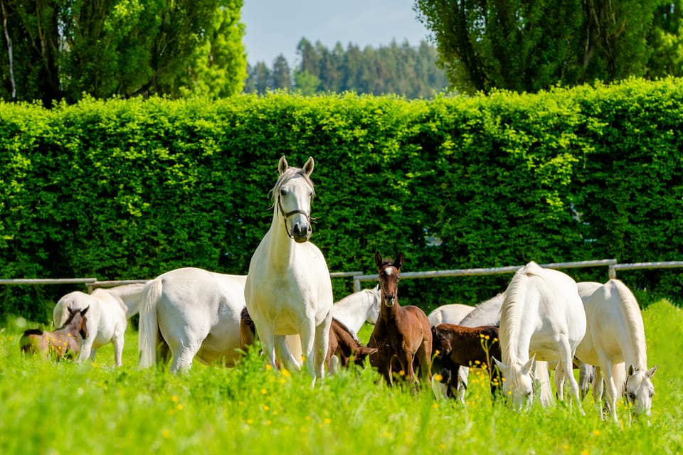 Piber: Lipizzan Stud Guided Tour - Customer Feedback