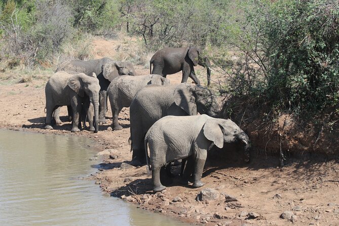 Pilanesberg Nature Reserve - Booking Requirements and Details