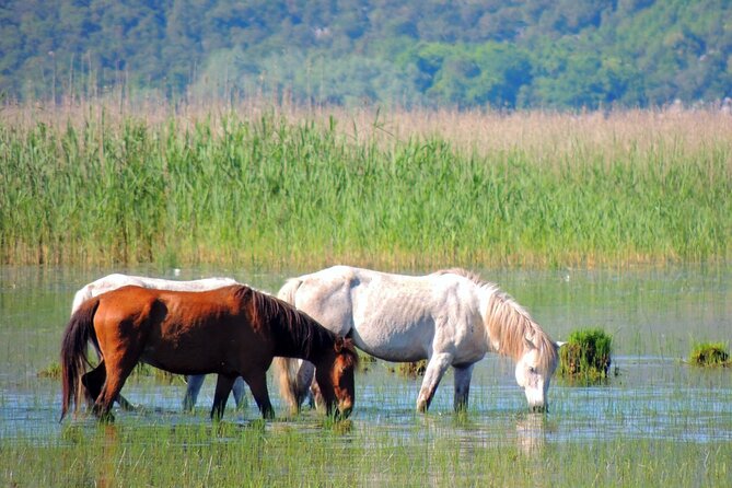 Podgorica Historic, Safari and Winery Tour - Skadar Lake and River Crnojevica - Zabljak Crnojevica