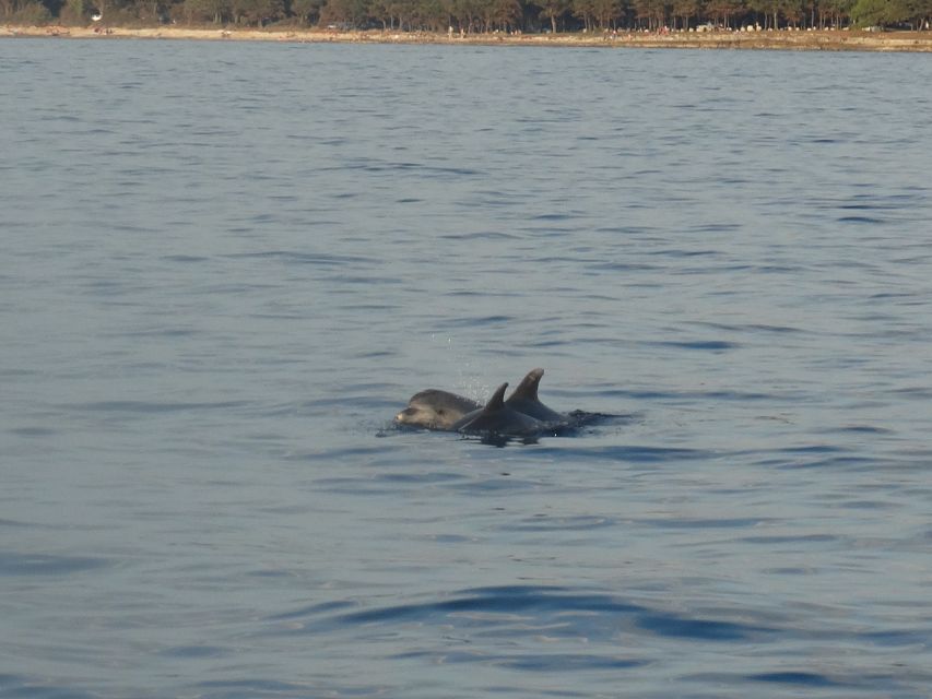 Poreč: Dolphin Spotting Cruise With Included Drinks - Booking Details