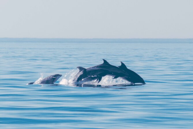 Portimão: 2H30 Guaranteed-Dolphins and Seabirds-Biologist on Board - Cancellation Policy