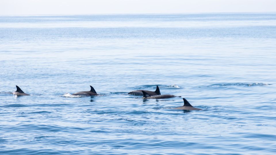 Portimão: Dolphin Watching Tour With Marine Biologist - Starting Location