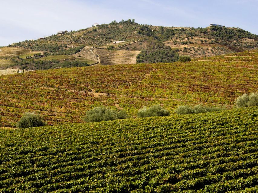 Porto: Douro Valley Authentic Wine Experience With Lunch - Meal Options and Requests