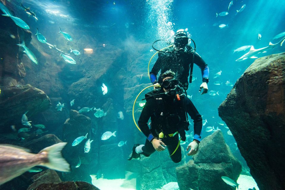 Porto Moniz: Diving With Sharks and Rays in Madeira Aquarium - Participant Requirements