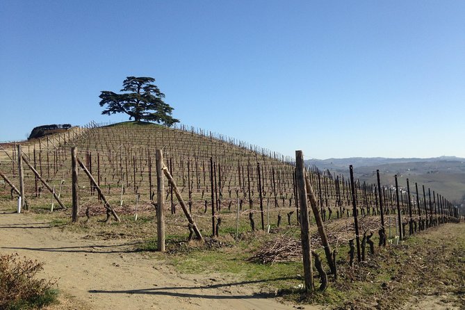 Private Barolo Wine Tour With Winemaker - Unique Terroir and Techniques