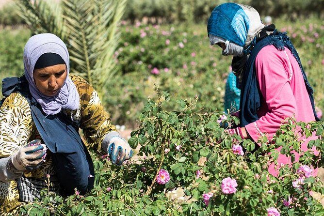 Private Excursion From Ouarzazate to Gorges Dades, Valley of Roses and Skoura - Flexible Itinerary