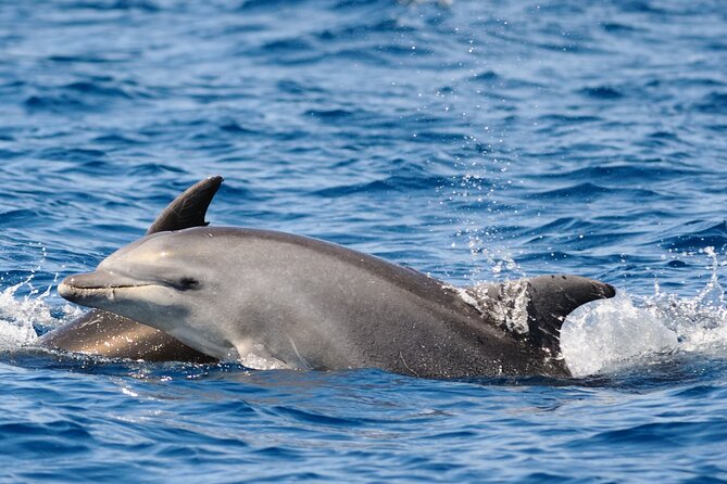 Private Family Dolphin Tour in Poreč - Operating Hours