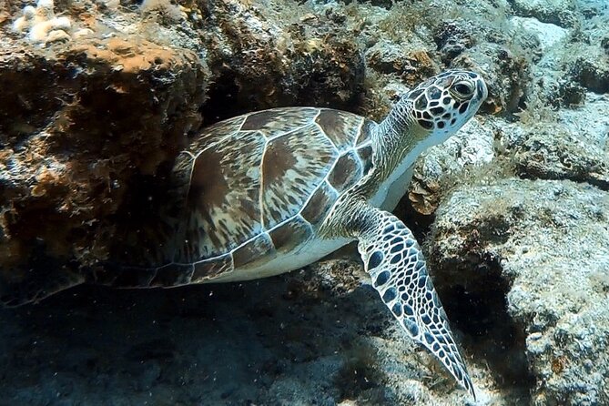 Private Half-Day Guided Snorkeling Charter in St. Thomas - Booking and Pricing Information