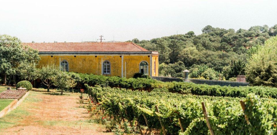 Private Luxury Wine & Food Tour in Lisbon Region - Lunch at Winery