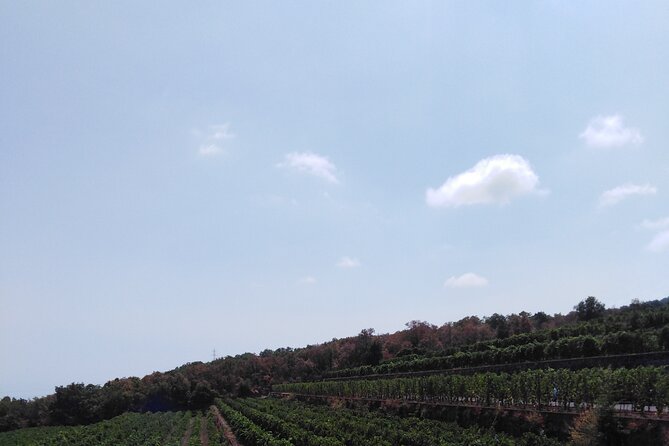 Private Tour of Mount Etna With Etna Doc Wine Tasting - Highlights of the Wine Tasting