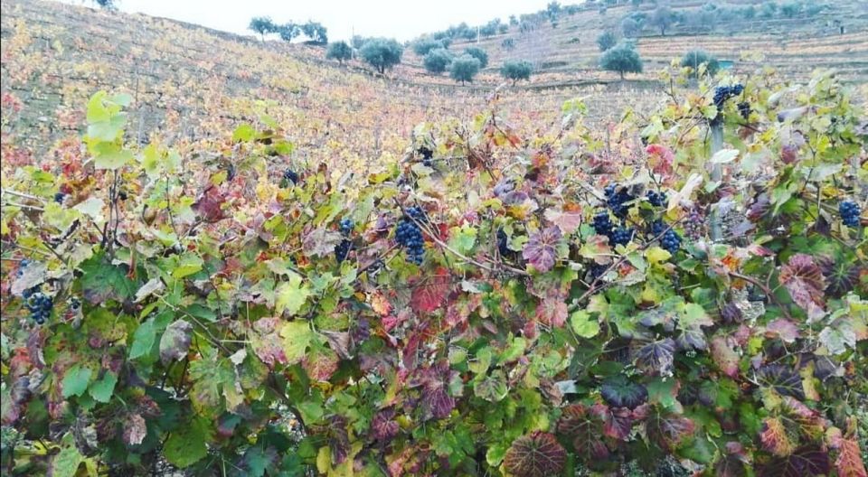 Private Tour of the Douro - Port Wine Production