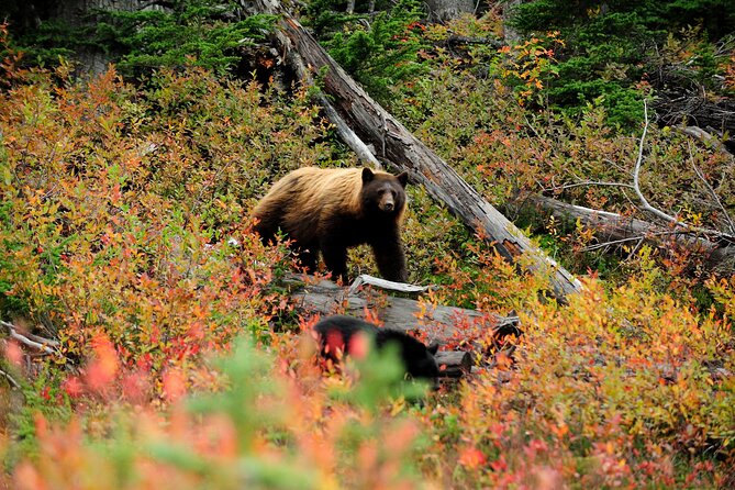 Private Tour: The Best of Banff National Park - Full Day - Tour Duration and Itinerary