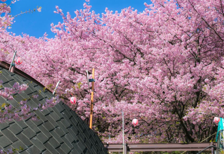 Private & Unique Nagasaki Cherry Blossom Sakura Experience - Pricing and Duration