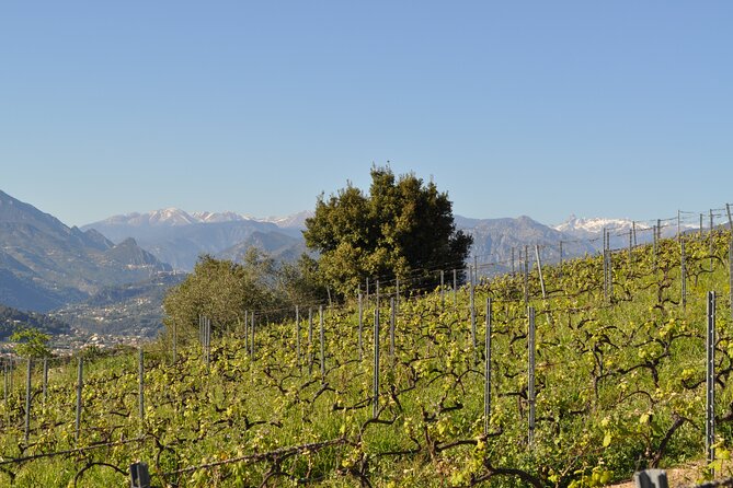 Private Wine Tour of the Vineyards on the French Riviera - Customer Reviews Highlights