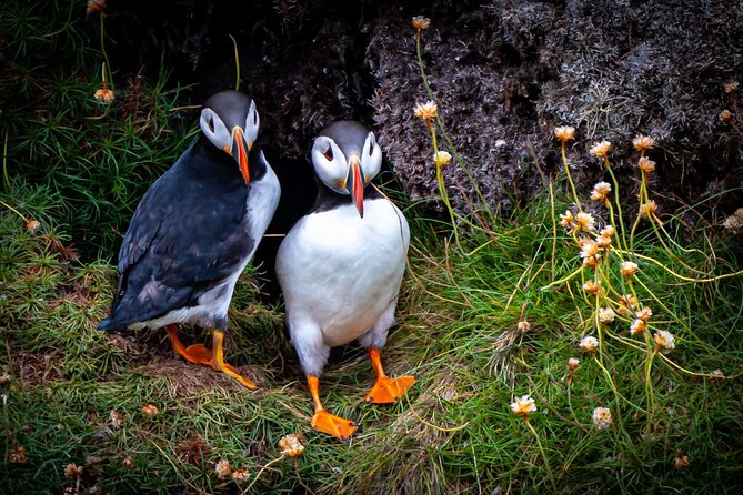 Puffin Tour - Lowest Price Guarantee