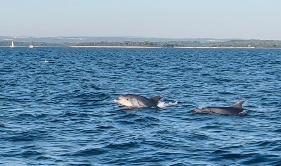 Pula: Dolphin-Watching Cruise at Sunset With Dinner & Drinks - Dolphin Watching Opportunities