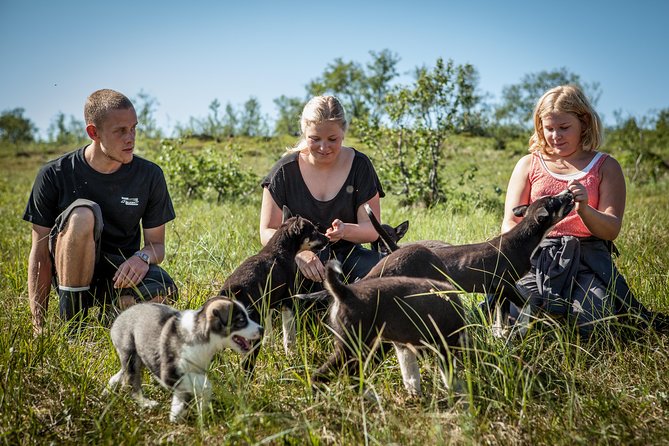 Puppy Training Experience at a Husky Farm in Tromso - Inclusions and Logistics