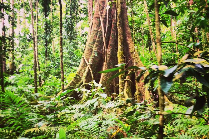 Rain Forest and Bird Watching - Exploring the Rainforest