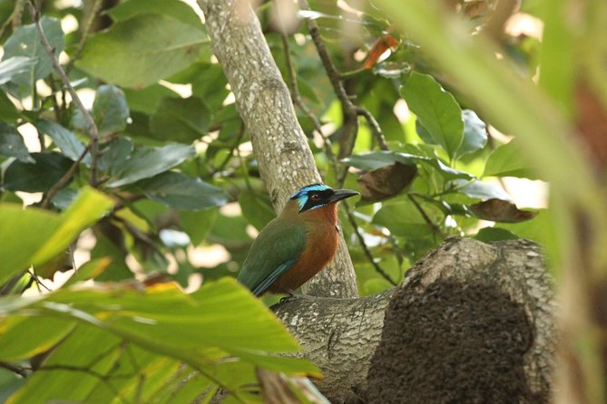 Rainforest Tour - Pickup and Start Time