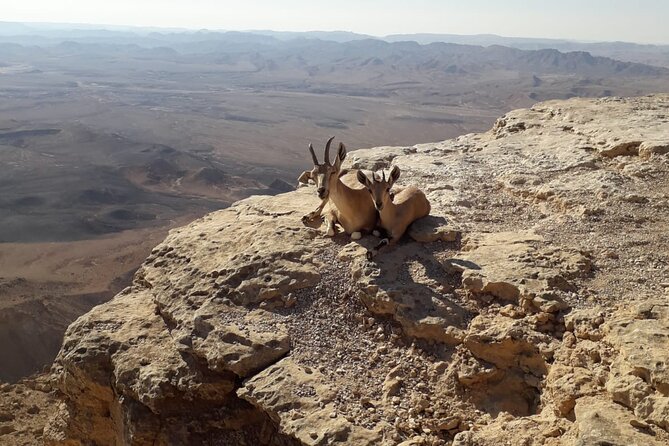 Rappelling Down the Ramon Crater Cliff - Breathtaking Views From the Cliff