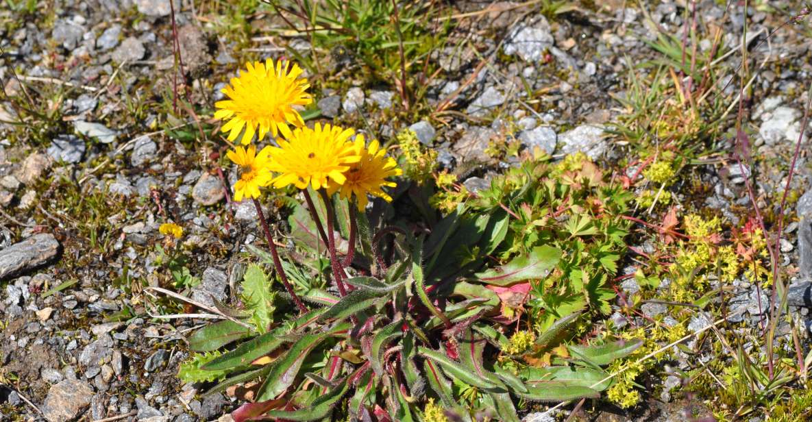 RARE PLANTS IN AOSTA VALLEY - Photography Opportunities