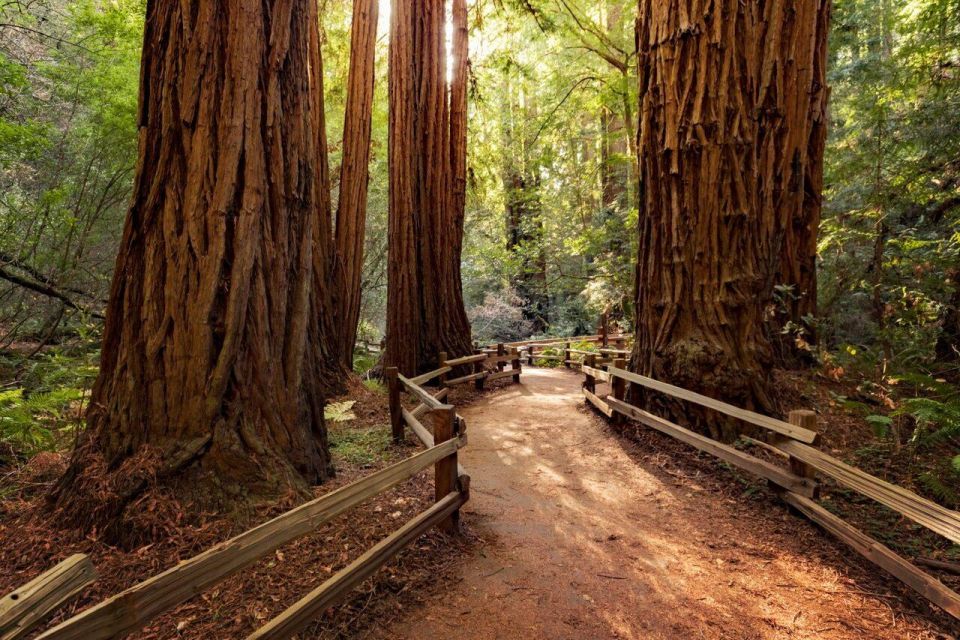 Redwood Retreat: Tour to Muir Woods From San Francisco - Highlights