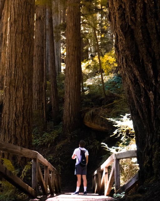 Redwoods Full Day Private Tour and Hike - Learning About Local Flora and Fauna