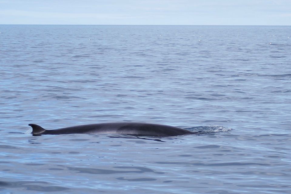 Reykjavik: 3-Hour Whale Watching Tour - Environmentally Certified Company