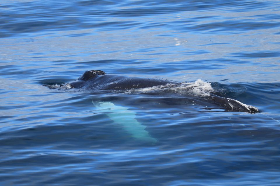 Reykjavik: Best Value Whale Watching Boat Tour - Guided Tour and Commentary