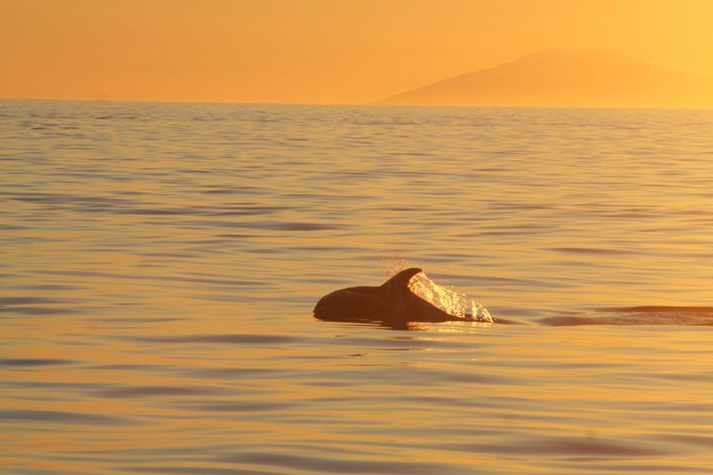 Reykjavik: Midnight Sun Whale Watching Tour - Meeting Point