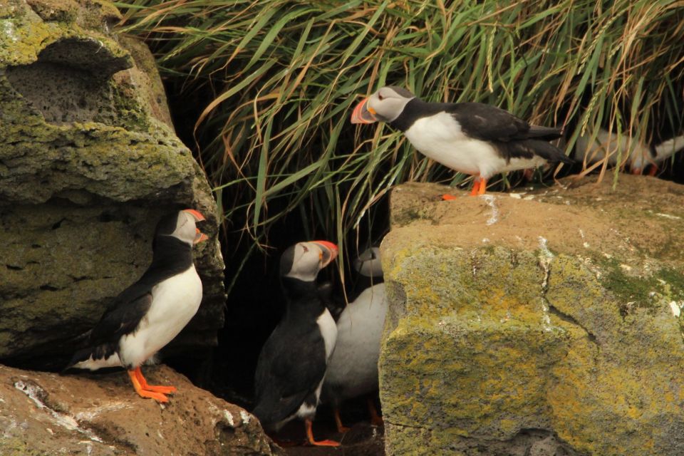 Reykjavik Puffin Watching Tour - Booking Information