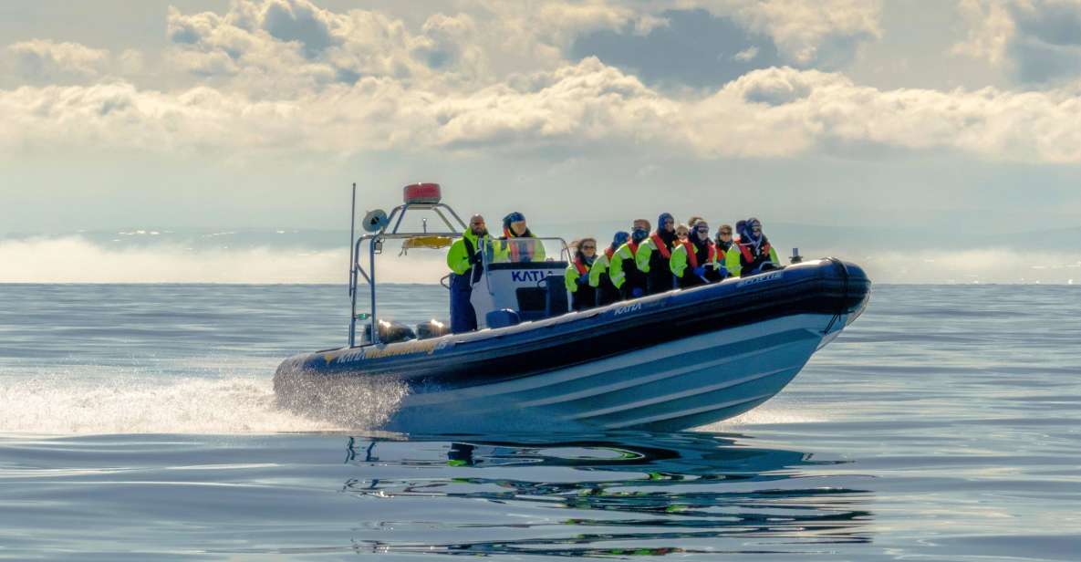 Reykjavik: RIB Speed-Boat Puffin Watching Tour - About Icelands Puffins