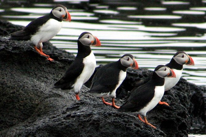 Reykjavik Shore Excursion: Puffin Sightseeing Cruise - Traveler Reviews and Feedback