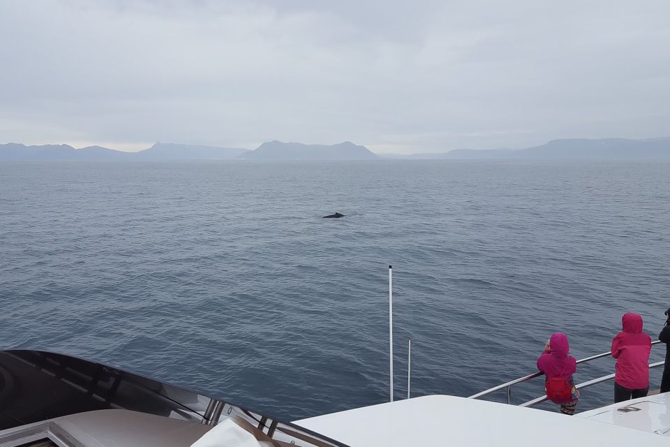 Reykjavik: Whale Watching and Dolphin Watching Yacht Cruise - Personalized Tour Experience