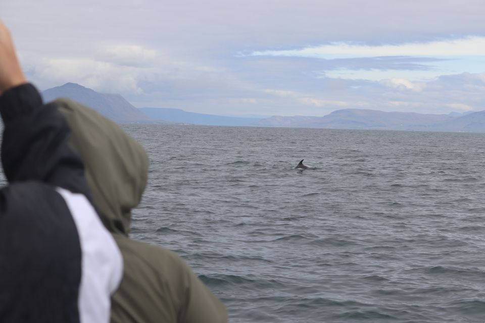 Reykjavik: Whale Watching & Northern Lights Combo Cruise - Important Information