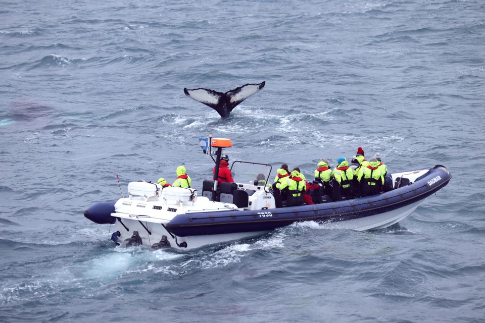 Reykjavik: Whale Watching Tour by RIB Boat - Scenic Coastline Route