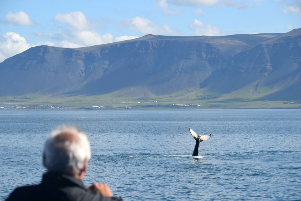 Reykjavik: Whales and Puffins Cruise Combo Tour - Puffin Watching Tour