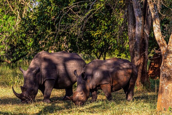 Rhino Walk - Included in the Experience