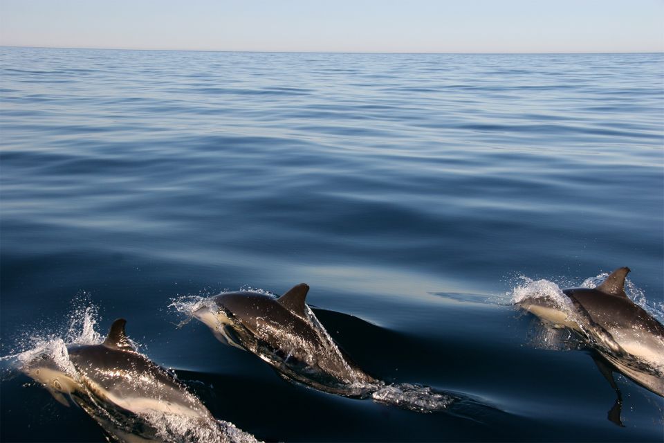 Ria Formosa: Dolphin-Watching Boat Tour - Tour Starting Point