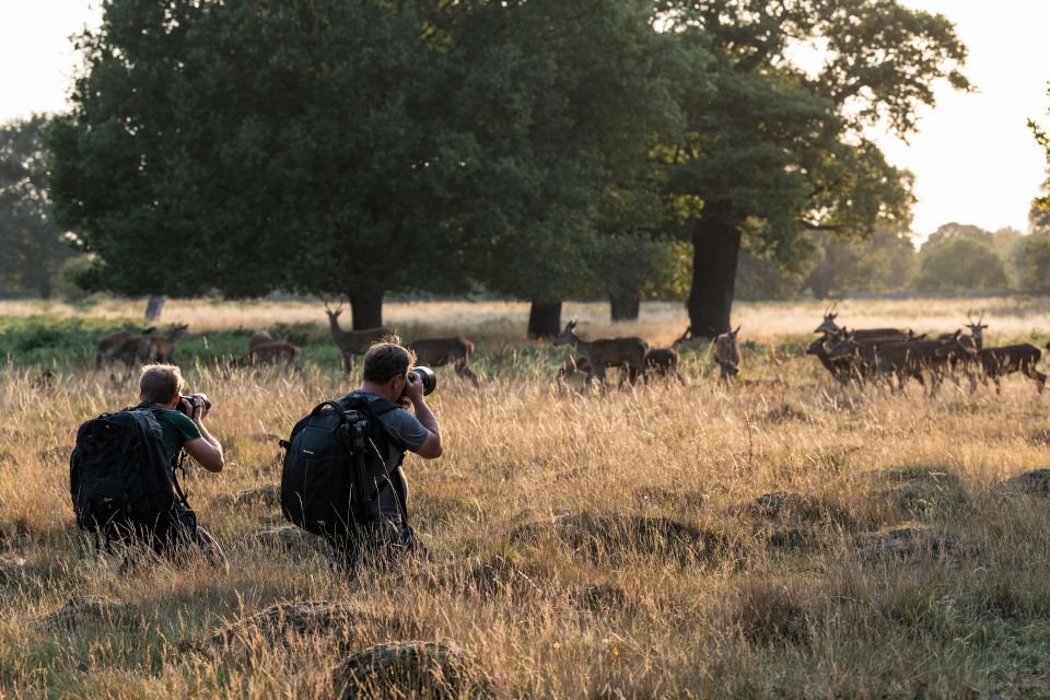 Richmond Park, London: Sunset Wildlife Photography Workshop - Photographing Parakeets