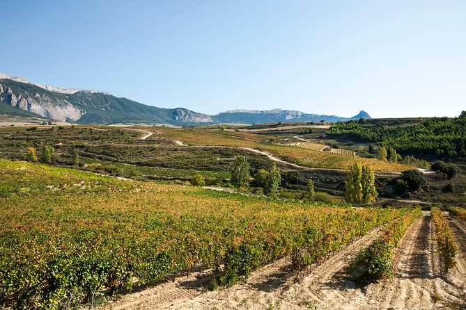 Rioja Wine Tour: 2 Wineries Visit With Tasting From San Sebastian - Transport by Air-Conditioned Vehicle