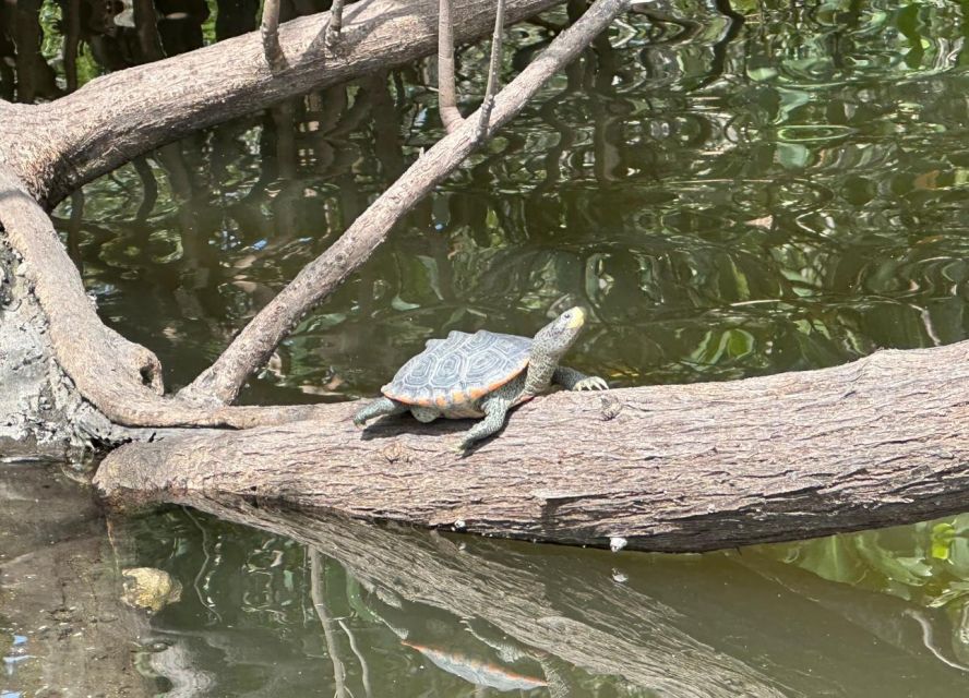 Robinson Preserve Mangrove Tour - Customer Reviews