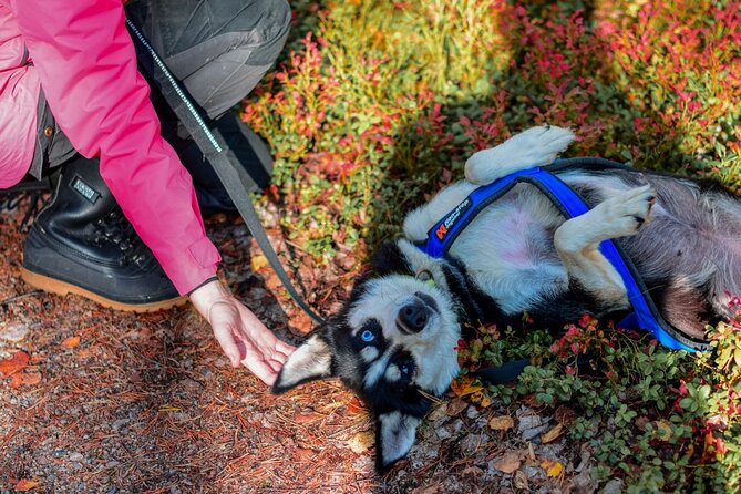 Rovaniemi: 6-10 Km Self-Driving Mushing Husky Safari Tour - Additional Information