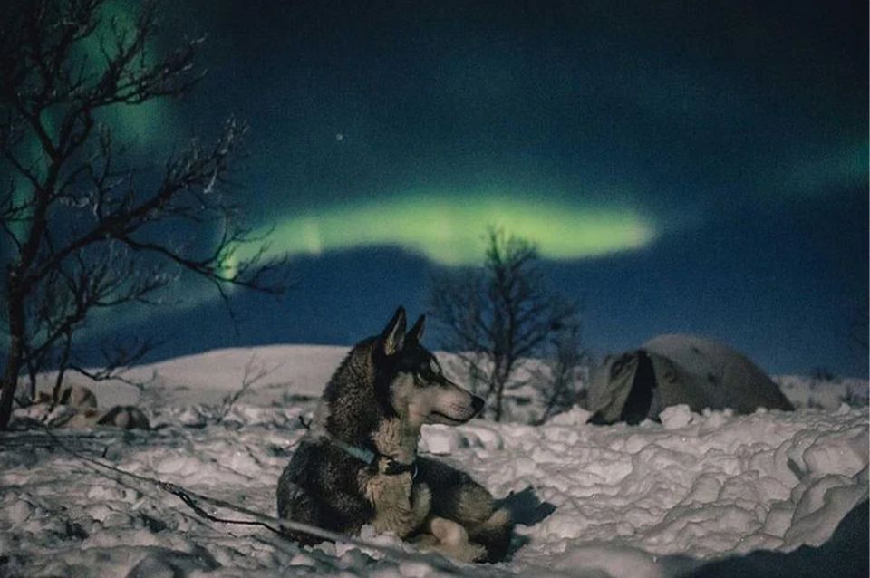 Rovaniemi: Northern Lights and Husky Sleigh Ride - Warm Clothing and Accessories