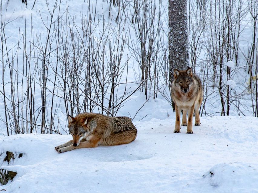 Rovaniemi: Ranua Zoo Small Group Tour & Buffet Lunch - Winter Gear Provided