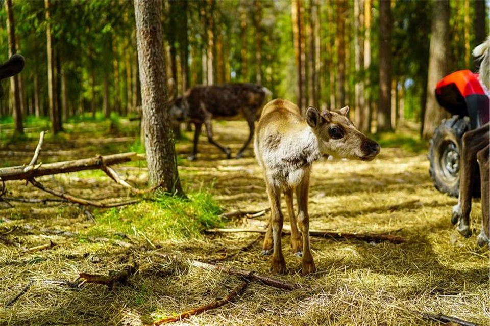 Rovaniemi: Reindeer Farm Visit in the Summer - Requirements